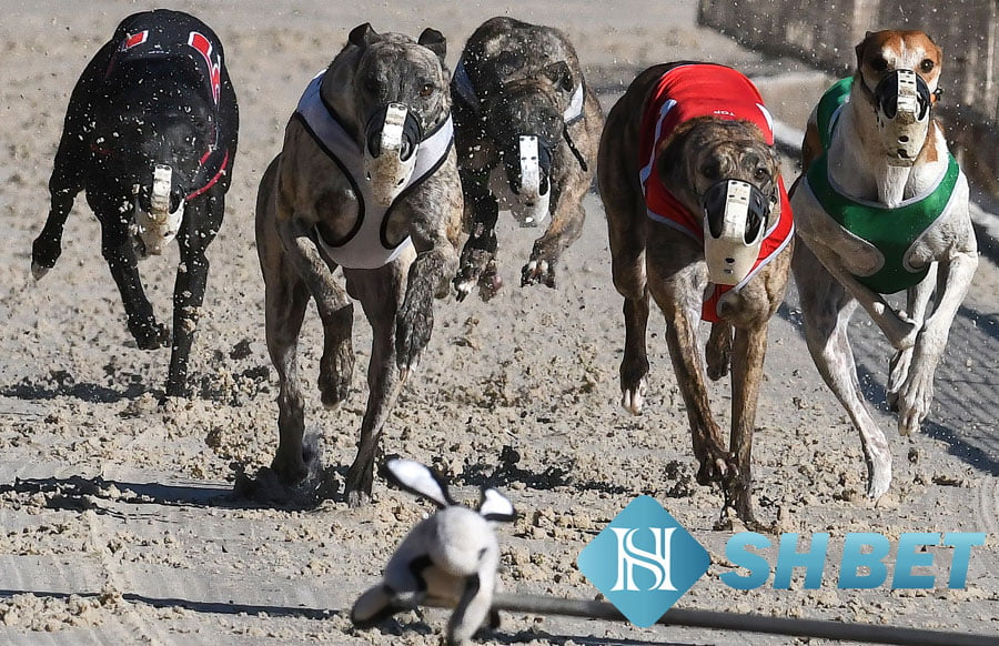 Đua chó săn xám - Greyhound Races